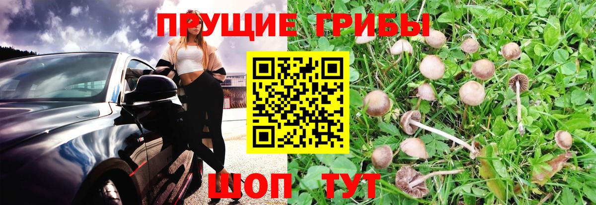 Сочи  Галлюциногенные грибы Cubensis  Вход с VPN 